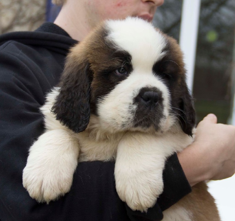 Chiot Elevage De la Parenth se Enchant e eleveur de chiens