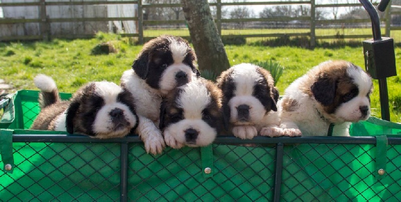 De la Parenthèse Enchantée - Chien du Saint-Bernard - Portée née le 03/02/2015