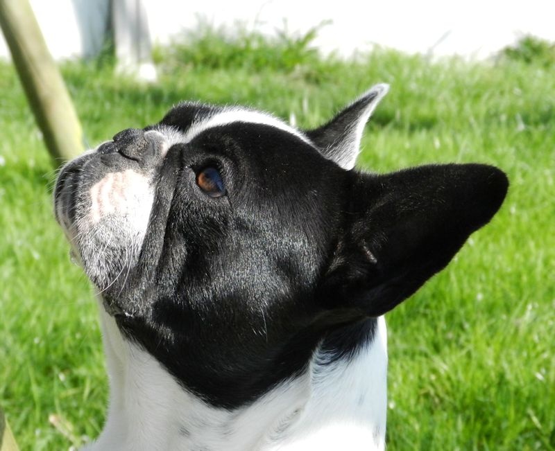 Flanelle Titre Initial