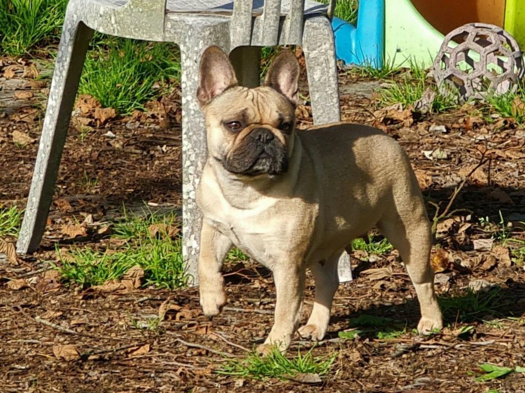 Magie De la Parenthèse Enchantée