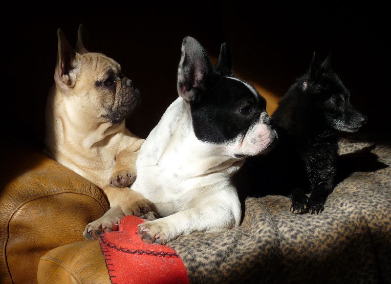Divers chiens