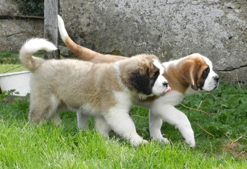Nos Filles Saint Bernard