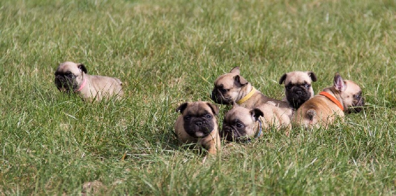 Chiot Bouledogue français De la Parenthèse Enchantée